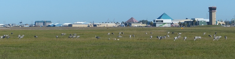 Sandhill Cranes
